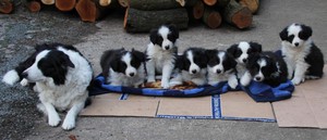 Welpen vom VDH Zwinger : Border Collie mit dem Hüteblick