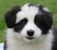 Border Collie mit dem Hüteblick, Zini